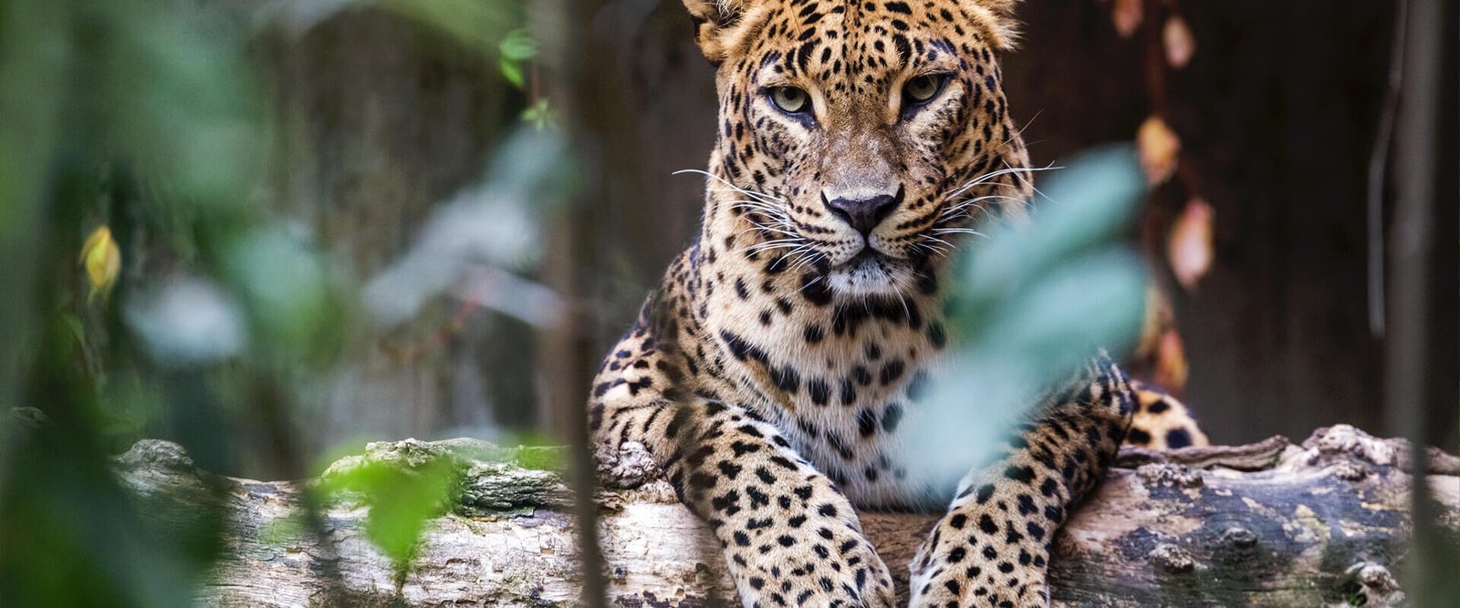 Yala National Park – Private Safari Experience