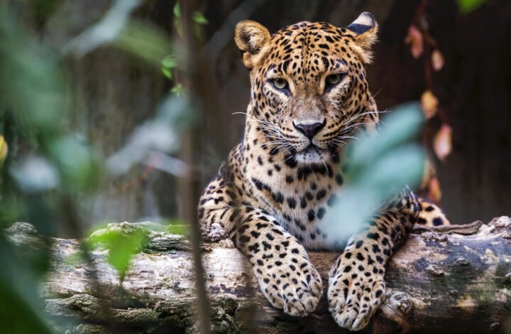 Yala National Park – Private Safari Experience